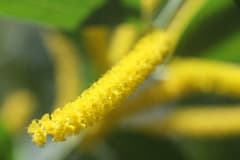 Gardner's Wattle (Acacia gardneri)