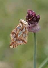 Red Onion (Allium atrosanguineum)