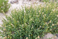 Aerva tomentosa (Aerva microphylla)