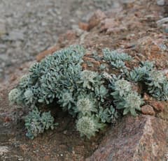 Aplotaxis (Aplotaxis)