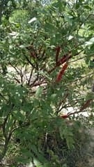 African rosewood (Berlinia)