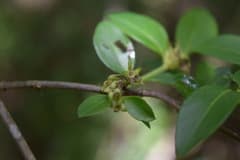Asemnantha pubescens (Asemnantha pubescens)
