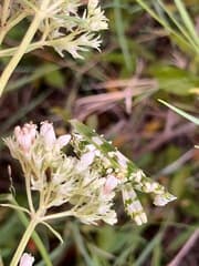 Agathisanthemum (Agathisanthemum)