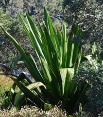 Agave (Furcraea)