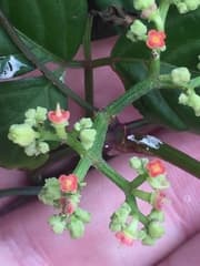 Grape Ivy (Cayratia)