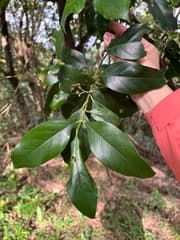 False Ixora (Aidia cochinchinensis)