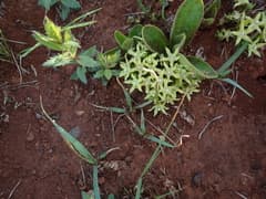 Bridsonia chamaedendrum (Bridsonia chamaedendrum)