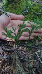 Upright Clubmoss (Austrolycopodium erectum)