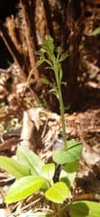 Sinclair's Mosquito Orchid (Acianthus sinclairii)