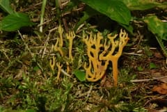 Golden coral fungus (Clavulinopsis corniculata)