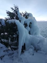 Arborvitae (Thuja)