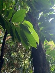 Horsfieldia palauensis (Horsfieldia palauensis)