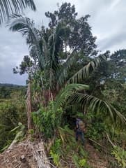 False aralia (Aphandra)
