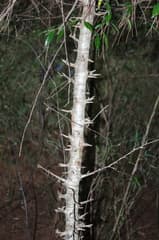 Formosan Crab Apple (Malus doumeri)