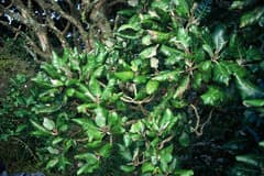 Tree Daisy (Brachyglottis arborescens)