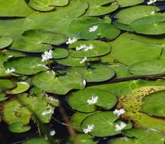 Crested water-lily (Nymphoides cristata)