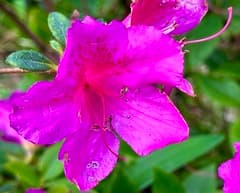 Southern Indica Azalea (Rhododendron indicum)