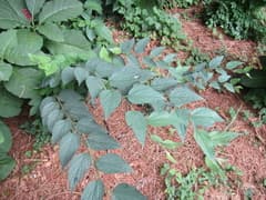 Caucasian nettle tree (Celtis caucasica)