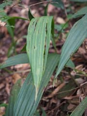 Calanthe densiflora (Calanthe densiflora)