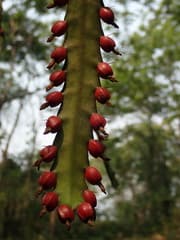Acanthorhipsalis (Acanthorhipsalis)