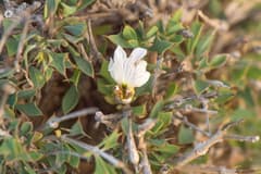 African foxglove (Blepharis spiculifolia)