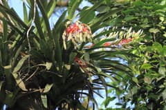 Dichlamydea Aechmea (Aechmea dichlamydea)