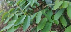 Black Currant Tree (Antidesma)
