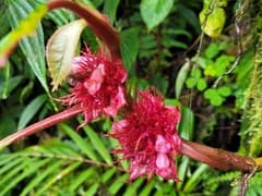 Jewel Orchid (Paradrymonia)