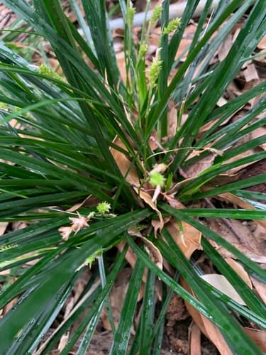 Evergold Sedge (Carex oshimensis)