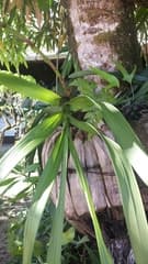 Cymbidium Orchid (Cymbidiella)