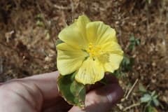 Abutilon (Abutilon leucopetalum)