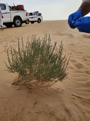 Desert Thorn (Cornulaca monacantha)