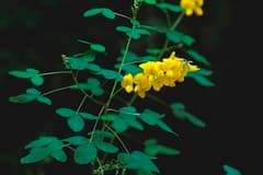 Rattlepod (Crotalaria longirostrata)