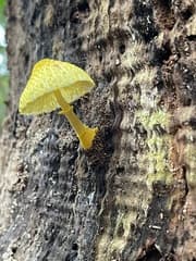 Flowerpot parasol (Leucocoprinus birnbaumii)