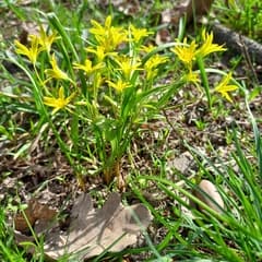 Slender Star-of-Bethlehem (Gagea filiformis)