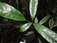 Dendrosicyos (Dendropanax)