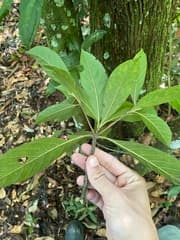 Amaioua guianensis (Amaioua)