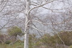 Silver Birch (Betula verrucosa)