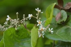 Indian plum (Berrya cordifolia)