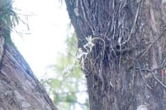 Ghost Orchid (Dendrophylax)