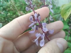 Madagascar Coleus (Coleus madagascariensis)