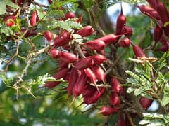 Acacia hernandezii (Acacia hernandezii)