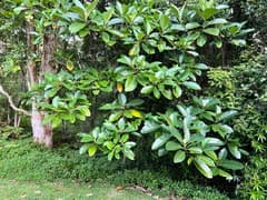 Alstonia (Alstonia costata)