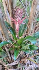 Queen's Tears (Billbergia pyramidalis)
