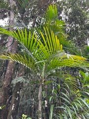 Kentia Palm (Cyphokentia)