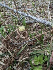 Curlytop sedge (Carex campylorhina)