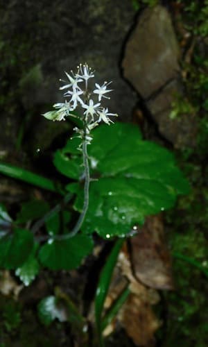Foamflower (Tiarella cordifolia)