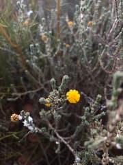 Box-leaf Wattle (Acacia adoxa)