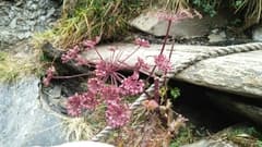 Mor's Angelica (Angelica morii)