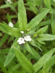Corn Gromwell (Buglossoides arvensis)